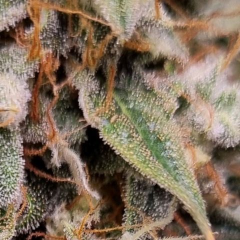 Medusa F1 Auto growlog photo: Check Thripse