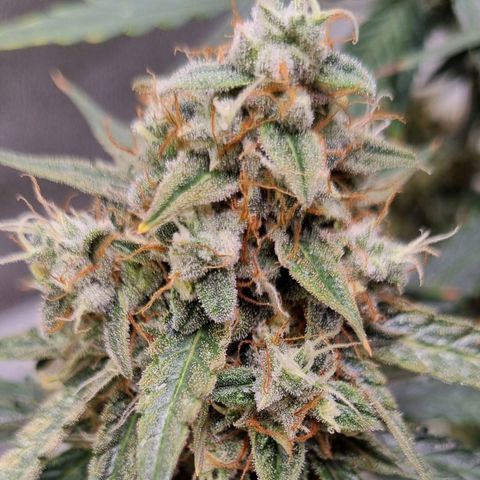Medusa F1 Auto growlog photo: Check Thripse
