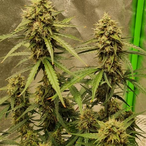 Medusa F1 Auto growlog photo: Check Thripse