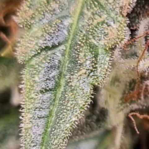 Medusa F1 Auto growlog photo: Check Thripse