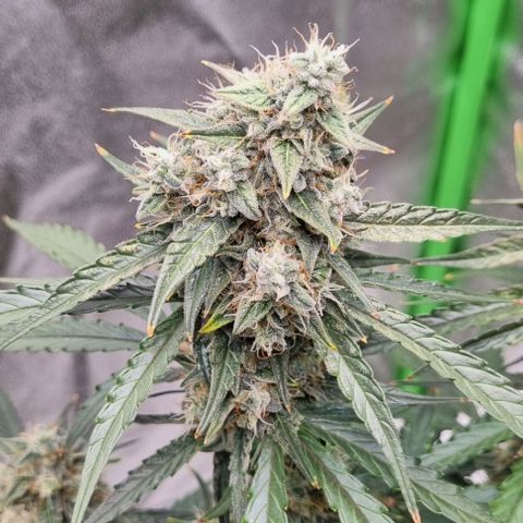 Medusa F1 Auto growlog timeline photo