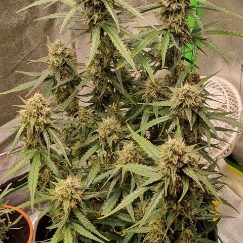 Medusa F1 Auto growlog timeline photo