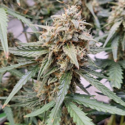 Medusa F1 Auto growlog timeline photo