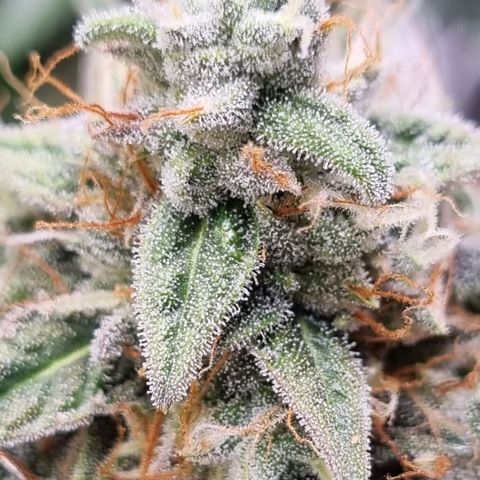Medusa F1 Auto growlog timeline photo