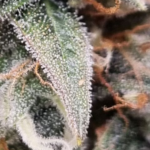 Medusa F1 Auto growlog timeline photo