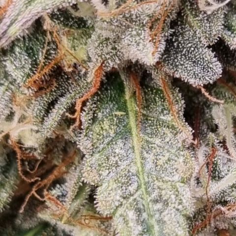 Medusa F1 Auto growlog timeline photo