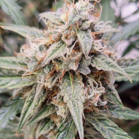 Medusa F1 Auto growlog timeline photo