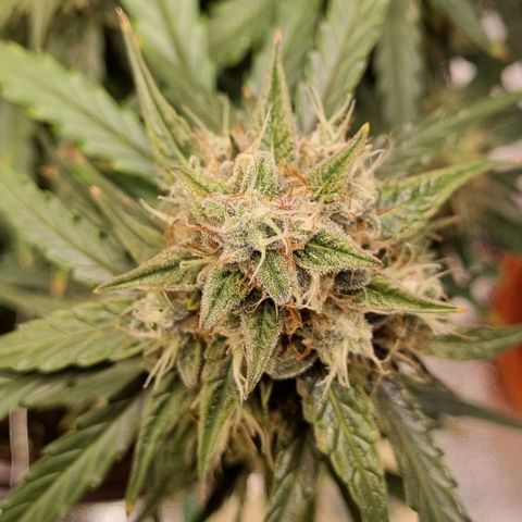 Medusa F1 Auto growlog timeline photo