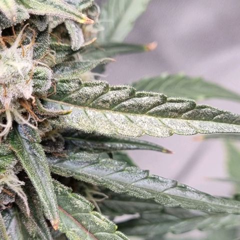 Medusa F1 Auto growlog timeline photo