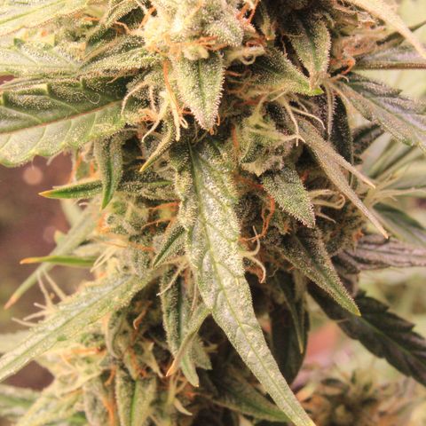 Medusa F1 Auto growlog timeline photo