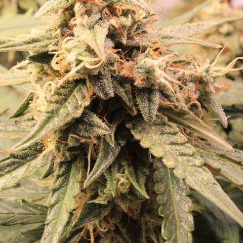 Medusa F1 Auto growlog timeline photo