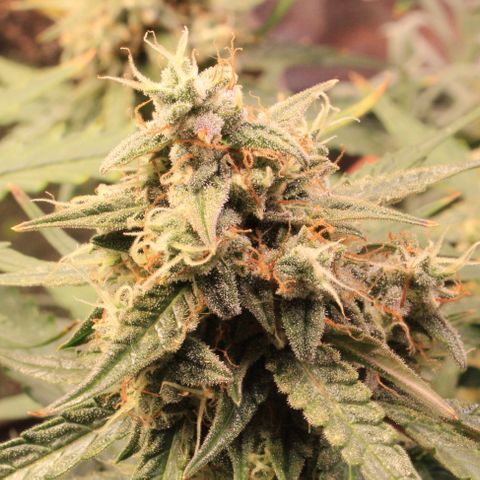 Medusa F1 Auto growlog timeline photo