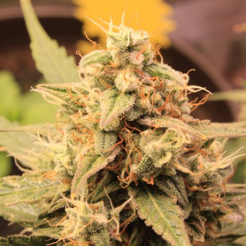 Medusa F1 Auto growlog timeline photo