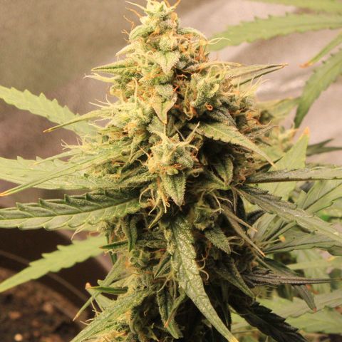 Medusa F1 Auto growlog timeline photo
