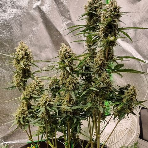 Medusa F1 Auto growlog timeline photo
