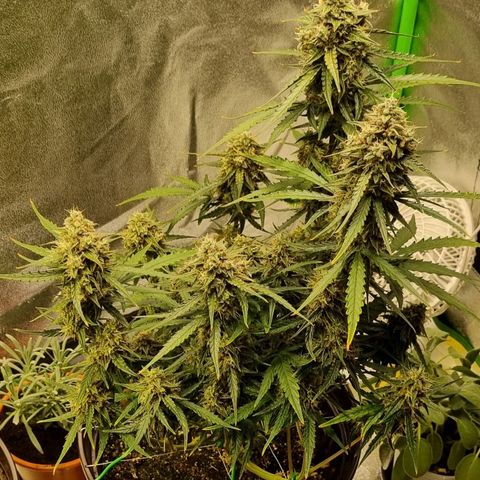 Medusa F1 Auto growlog timeline photo