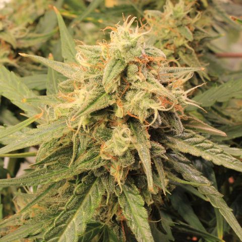 Medusa F1 Auto growlog timeline photo