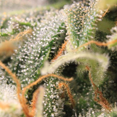 Medusa F1 Auto growlog photo: Trichome Check > the last before harvest