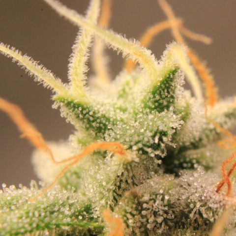 Medusa F1 Auto growlog photo: Trichome Check > the last before harvest
