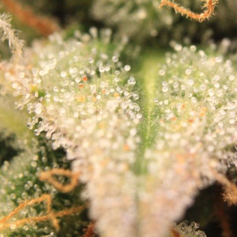 Medusa F1 Auto growlog photo: Trichome Check > the last before harvest