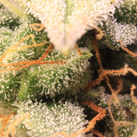 Medusa F1 Auto growlog photo: Trichome Check > the last before harvest