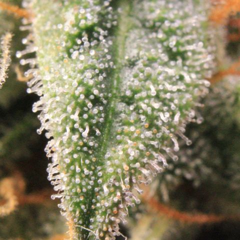 Medusa F1 Auto growlog photo: Trichome Check > the last before harvest