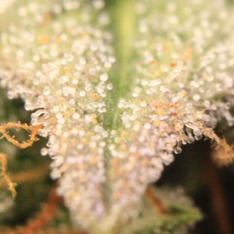 Medusa F1 Auto growlog photo: Trichome Check > the last before harvest