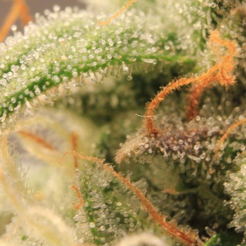 Medusa F1 Auto growlog photo: Trichome Check > the last before harvest