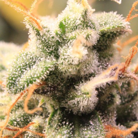 Medusa F1 Auto growlog photo: Trichome Check > the last before harvest