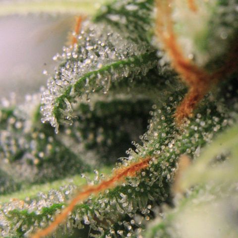 Medusa F1 Auto growlog photo: Trichome Check > the last before harvest