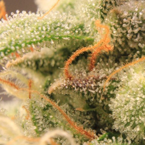 Medusa F1 Auto growlog photo: Trichome Check > the last before harvest