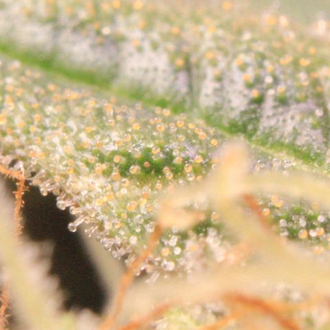 Medusa F1 Auto growlog photo: Trichome Check 2 > the last before harvest 