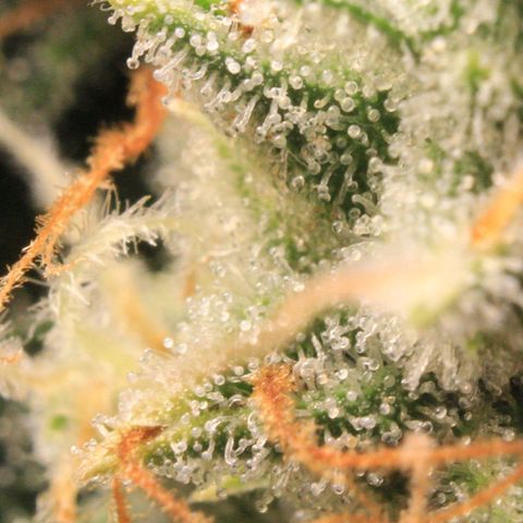 Medusa F1 Auto growlog photo: Trichome Check 2 > the last before harvest 