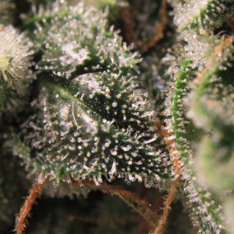 Medusa F1 Auto growlog photo: Trichome Check 2 > the last before harvest 
