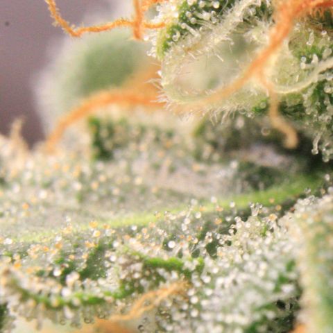 Medusa F1 Auto growlog photo: Trichome Check 2 > the last before harvest 