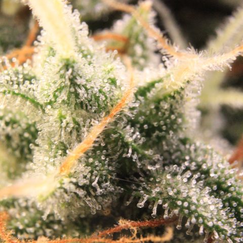 Medusa F1 Auto growlog photo: Trichome Check 2 > the last before harvest 