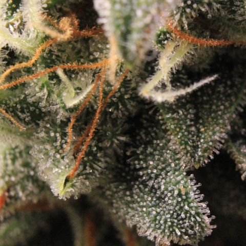 Medusa F1 Auto growlog photo: Trichome Check 2 > the last before harvest 
