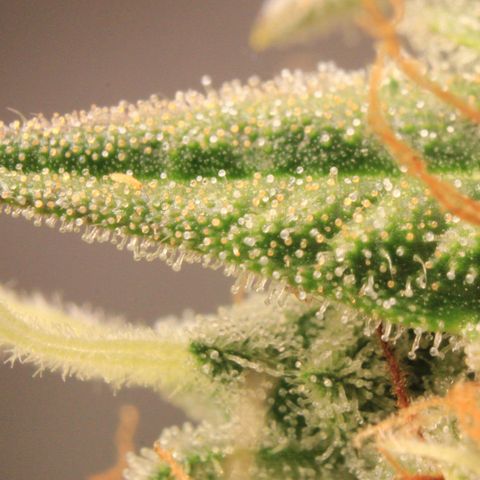 Medusa F1 Auto growlog photo: Trichome Check 2 > the last before harvest 