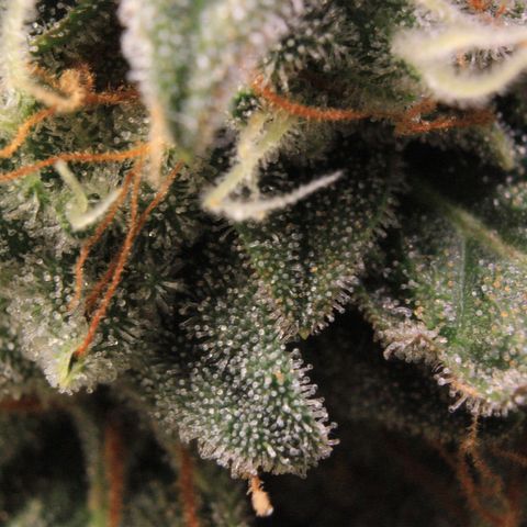 Medusa F1 Auto growlog photo: Trichome Check 2 > the last before harvest 