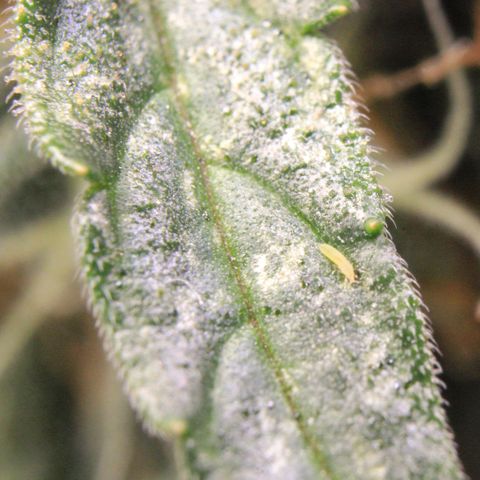 Medusa F1 Auto growlog photo: Trichome Check 2 > the last before harvest 