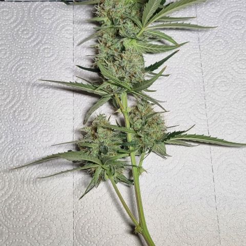 Medusa F1 Auto growlog photo: Royal for harvest 