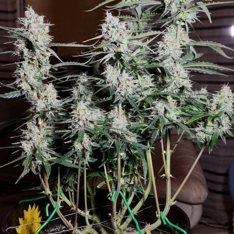 Medusa F1 Auto growlog photo: Royal for harvest 