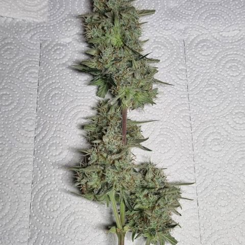 Medusa F1 Auto growlog photo: Royal for harvest 