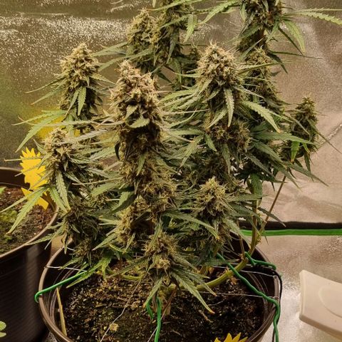 Medusa F1 Auto growlog photo: Royal for harvest 