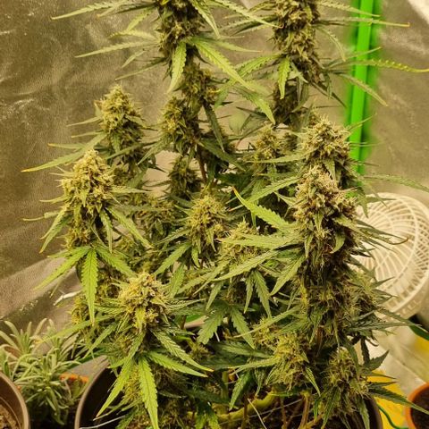 Medusa F1 Auto growlog photo: Royal for harvest 