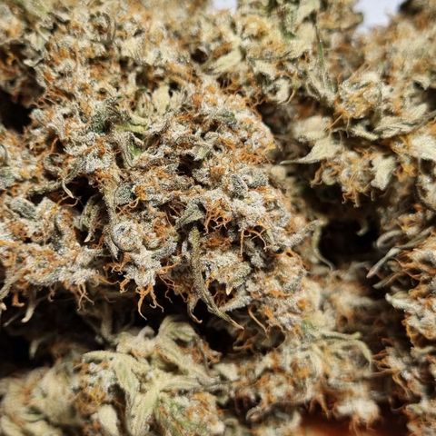 Medusa F1 Auto growlog timeline photo