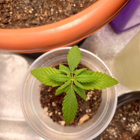 Genética desconhecida growlog timeline photo