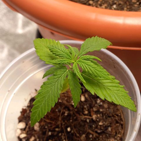 Genética desconhecida growlog timeline photo