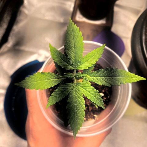 Genética desconhecida growlog photo: Coloquei no saco plastico hoje pra vedar a luz nas raizes