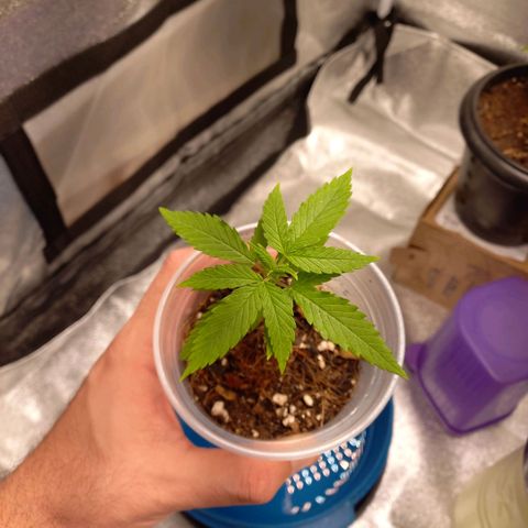 Genética desconhecida growlog photo: Coloquei no saco plastico hoje pra vedar a luz nas raizes